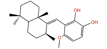 Wiedendiol B